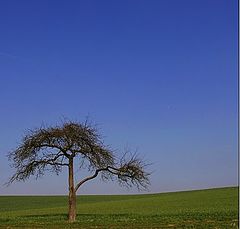 photo "tree"