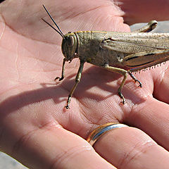 photo "A little friend"