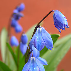 фото "Пролески"