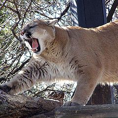 photo "*Stretch*"