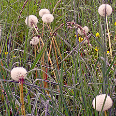 photo "dandelion clock seed heads"