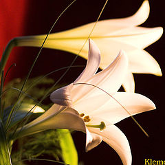 фото "Lily for Andrea"