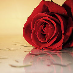 photo "Just a rose"