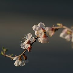 фото "ветка сакуры (2)"