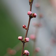 фото "ветка сакуры (5)"