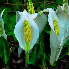 photo "do you like this flowers?"