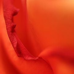 photo "***"
