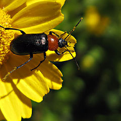 photo "Over the yellow II"