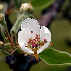 photo "Another flower..."