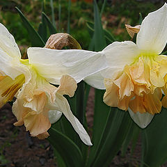 фото "my narcissuses for Silvia"