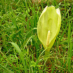 фото "Cuckoo Pint"