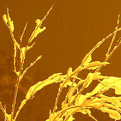 photo "Branches in snow"