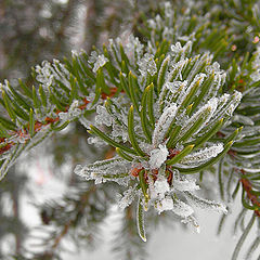 photo "Frozen spruce"