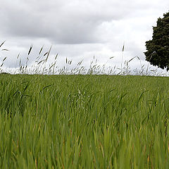 фото "Sky and earth"