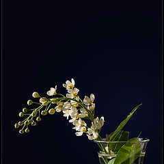 photo "bird cherry"