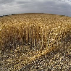 фото "Corn in the ear"