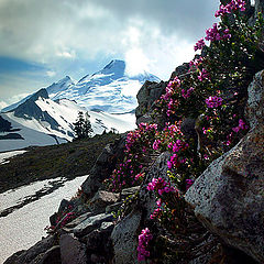 photo "Spring at mount Baker"