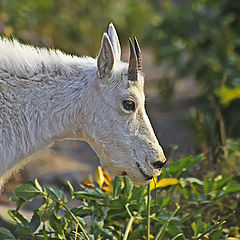 фото "The mother mountain goat meets the hiker (me)"