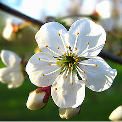 фото "Весна"