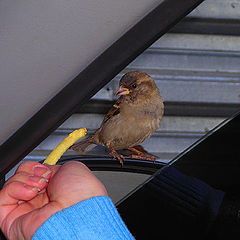 photo "People and birds"