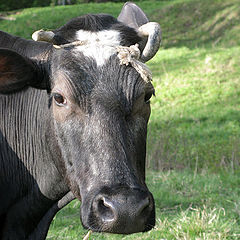 photo "pastoral portrait"