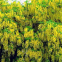 фото "" Laburnum ""