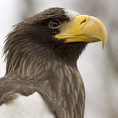 фото "Haliaeetus pelagicus"