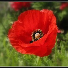 photo "flanders poppy"