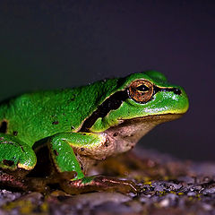 фото "Frog (sunbathing)"