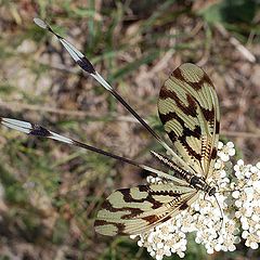 фото "Nemoptera sinuata"