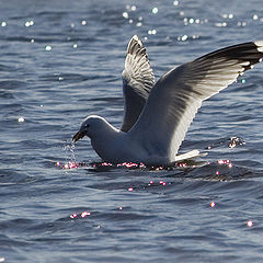 photo "gull"