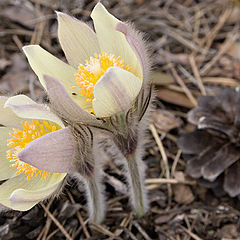 photo "Pasqueflower / 170_0054"