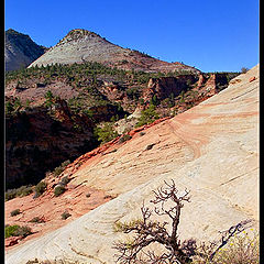 фото "Zion National Park / 057-029"