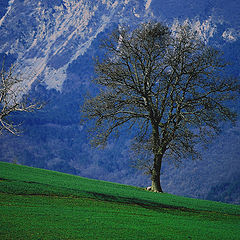 фото "under the mountain"