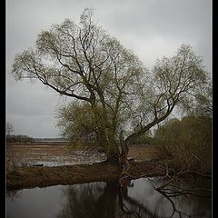 фото "Хмурое утро"