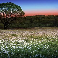 photo "Valley of narcissus"