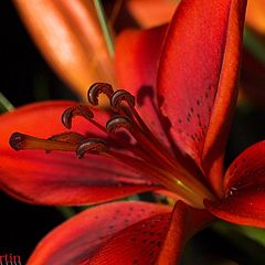 фото "red lily again - for my sweet heart"