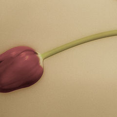 photo "Pink Tulip"