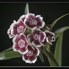 photo "dianthus barbatus"