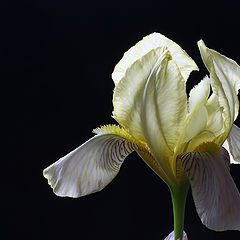 photo "Iris versicolor"