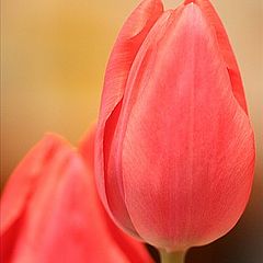 photo "Tulip Still Life"