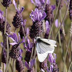 photo "Butterfly"