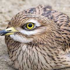 фото "Burhinus oedicnemus"