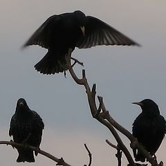 photo "starlings"