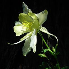 фото "Columbine"