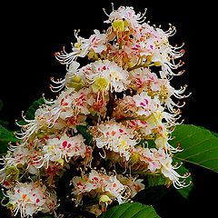 фото "wild chestnut flowers"