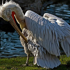 photo "The fan of cleanliness"