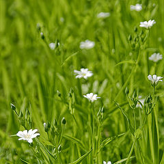 фото "Дорожка весны"