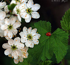 фото "Аромат весны"