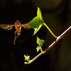 photo "GLIDING"